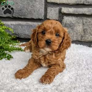 Teddy, Cavapoo Puppy
