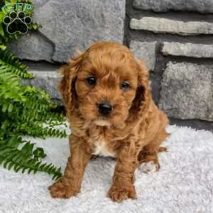 Teddy, Cavapoo Puppy