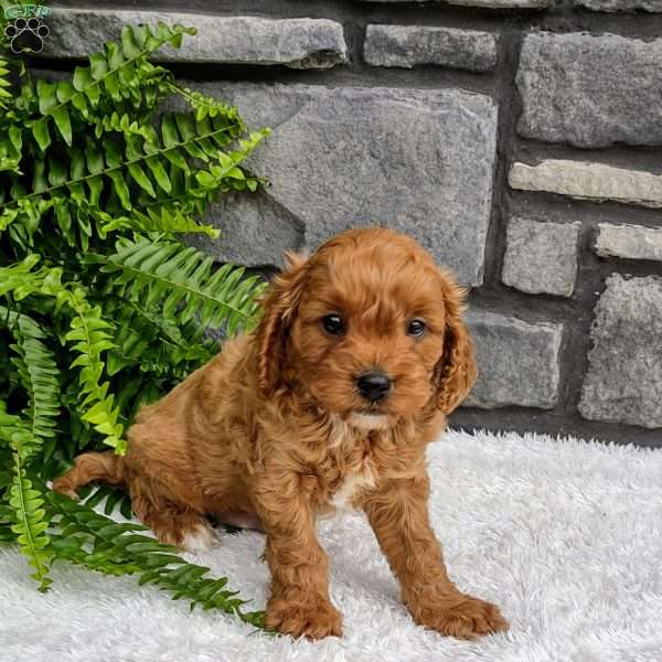 Teddy, Cavapoo Puppy