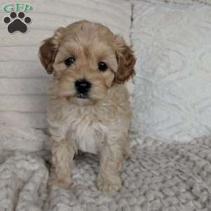 Spencer, Maltipoo Puppy