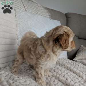Spencer, Maltipoo Puppy