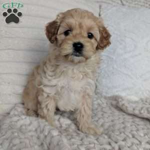 Spencer, Maltipoo Puppy
