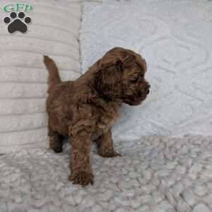 Finn, Maltipoo Puppy