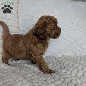 Finn, Maltipoo Puppy