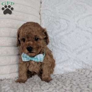 Finn, Maltipoo Puppy