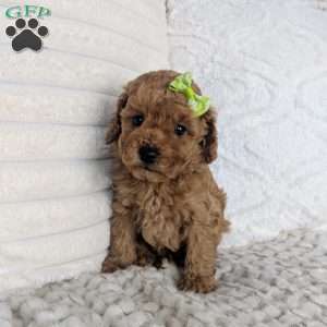 Finn, Maltipoo Puppy