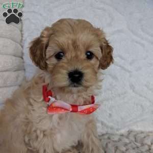 Spencer, Maltipoo Puppy
