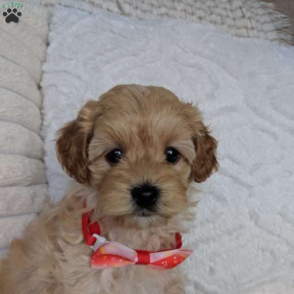 Spencer, Maltipoo Puppy