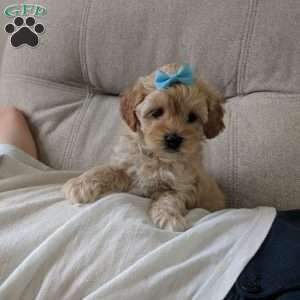 Spencer, Maltipoo Puppy