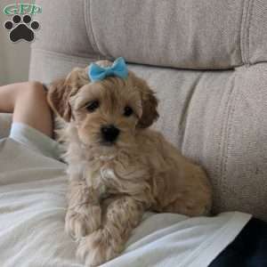 Spencer, Maltipoo Puppy