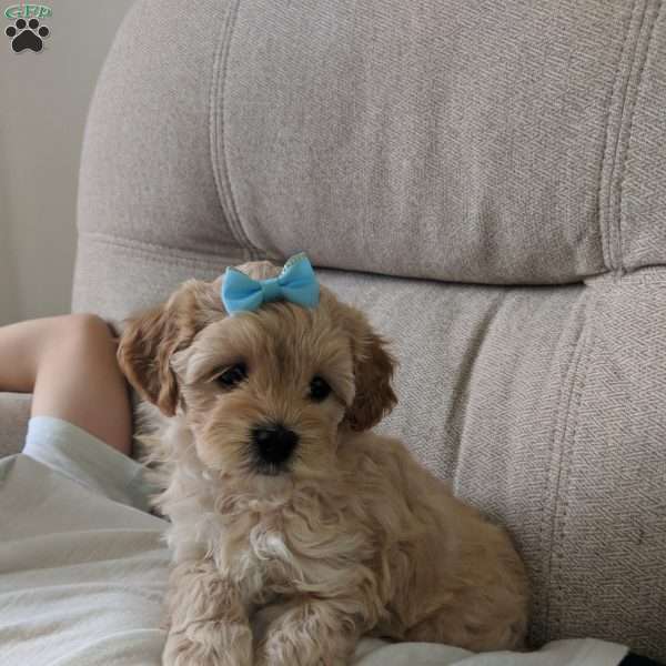 Spencer, Maltipoo Puppy