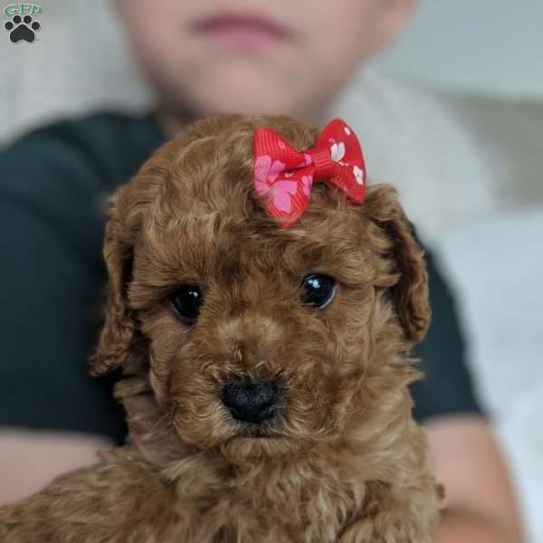Finn, Maltipoo Puppy