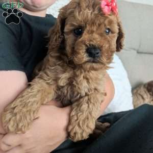 Finn, Maltipoo Puppy