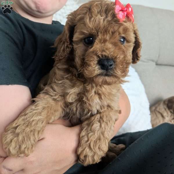 Finn, Maltipoo Puppy