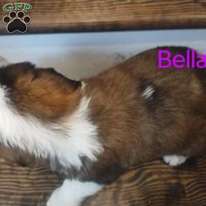 Bella, Saint Bernard Puppy