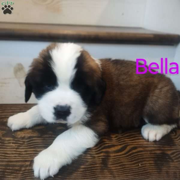 Bella, Saint Bernard Puppy