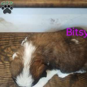 Bitsy, Saint Bernard Puppy