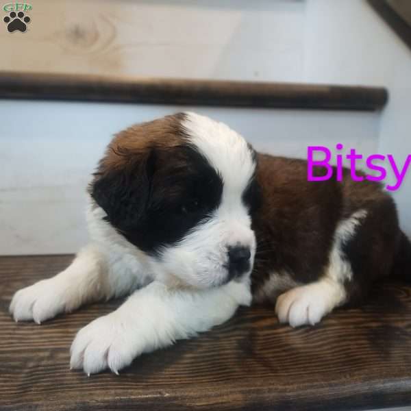 Bitsy, Saint Bernard Puppy
