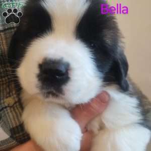Bella, Saint Bernard Puppy