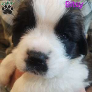 Bitsy, Saint Bernard Puppy