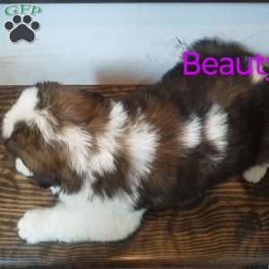 Beauty, Saint Bernard Puppy