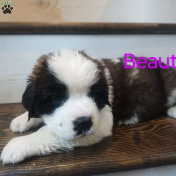 Beauty, Saint Bernard Puppy