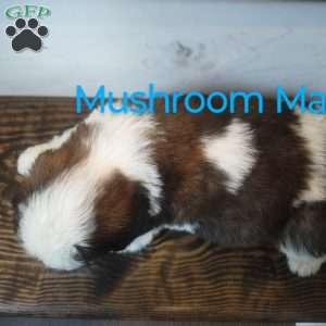 Mushroom Man, Saint Bernard Puppy