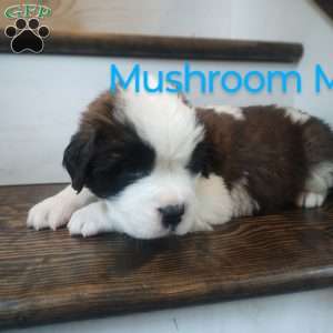 Mushroom Man, Saint Bernard Puppy
