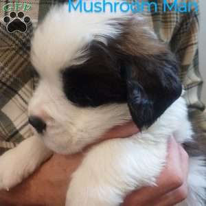 Mushroom Man, Saint Bernard Puppy