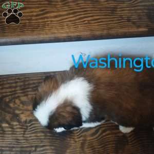 Washington, Saint Bernard Puppy