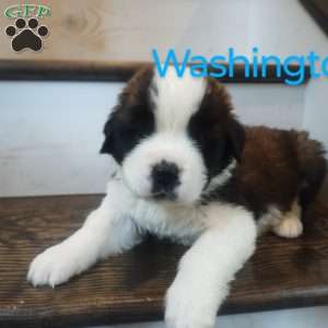 Washington, Saint Bernard Puppy