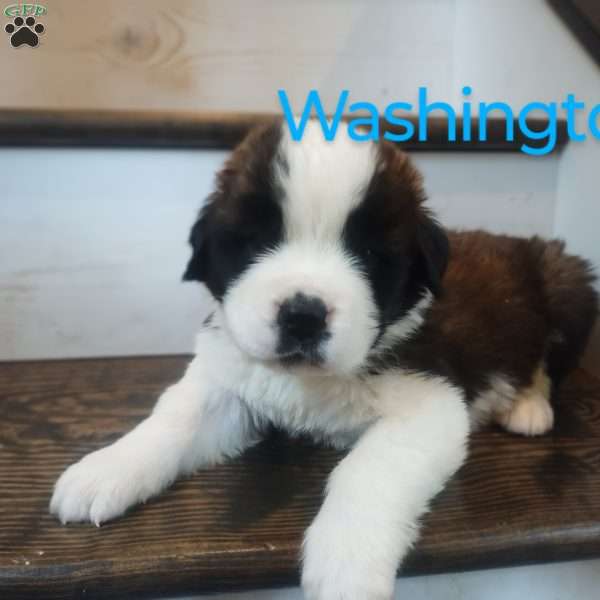 Washington, Saint Bernard Puppy