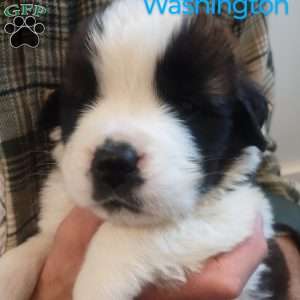 Washington, Saint Bernard Puppy