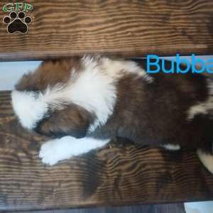 Bubba, Saint Bernard Puppy