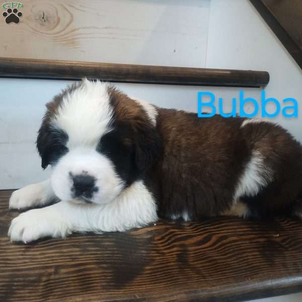 Bubba, Saint Bernard Puppy