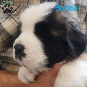 Bubba, Saint Bernard Puppy