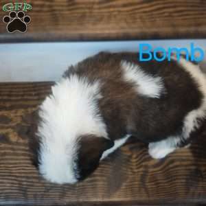 Bombur, Saint Bernard Puppy