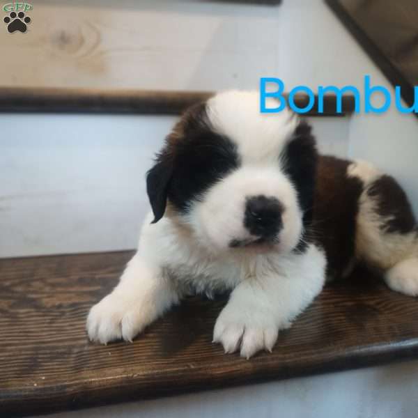 Bombur, Saint Bernard Puppy
