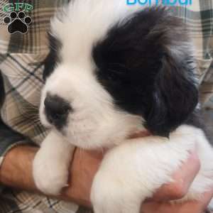 Bombur, Saint Bernard Puppy