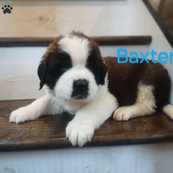 Baxter, Saint Bernard Puppy