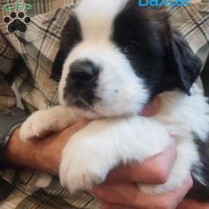 Baxter, Saint Bernard Puppy
