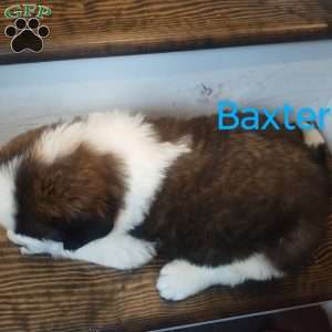 Baxter, Saint Bernard Puppy