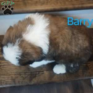 Barry, Saint Bernard Puppy