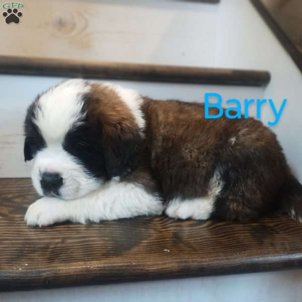 Barry, Saint Bernard Puppy