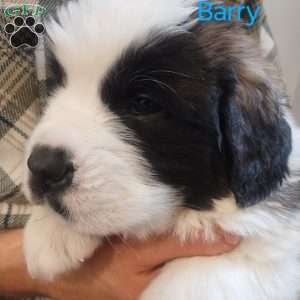 Barry, Saint Bernard Puppy