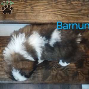 Barnum, Saint Bernard Puppy