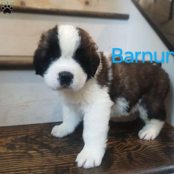 Barnum, Saint Bernard Puppy