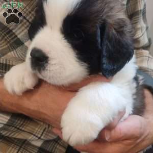 Barnum, Saint Bernard Puppy