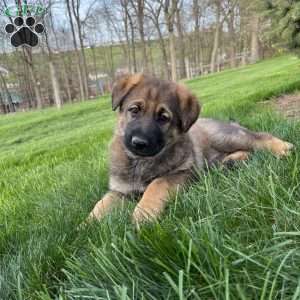 April, German Shepherd Puppy
