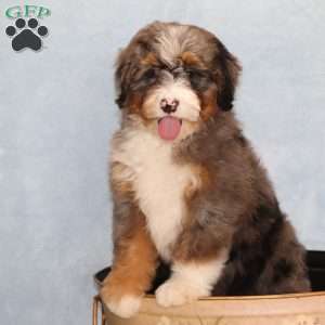 Patches, Mini Bernedoodle Puppy
